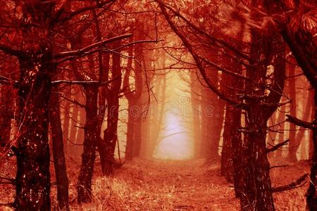 秋风景采用一森林