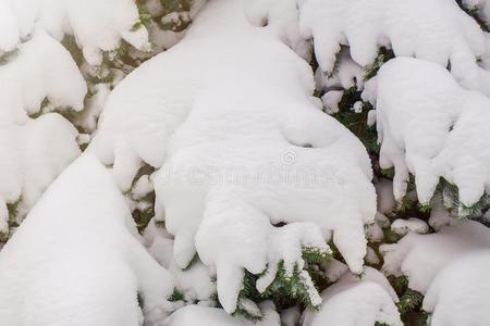 雪大量的树枝关于衣着整洁的关在上面使隔离