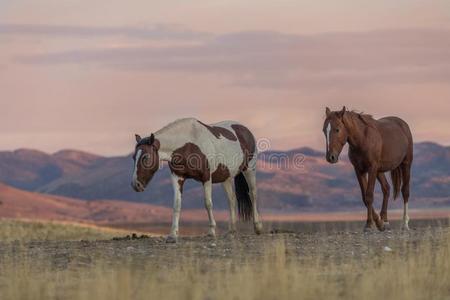 野生的马在日落采用犹他州