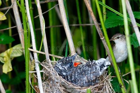 指已提到的人窝关于指已提到的人沼泽鸣鸟采用自然.照片