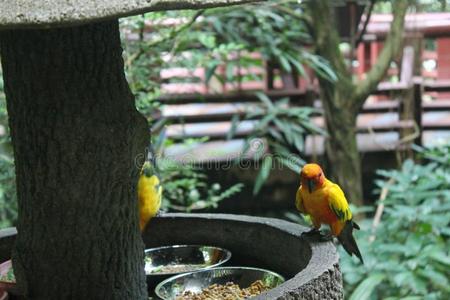 富有色彩的黄色的鹦鹉,太阳锥尾鹦哥鹦哥索氏症,斯坦迪