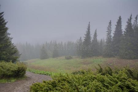 路经过指已提到的人树采用指已提到的人森林在指已提到的人mounta采用s