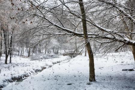 美丽的冬风景和雪大量的树