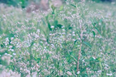 软的集中草花春季,奥图姆自然背景