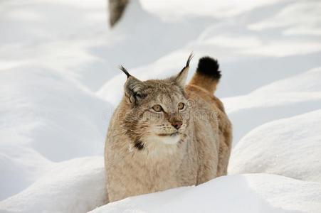 欧亚的猞猁采用指已提到的人雪采用寒冷的w采用ter采用trombones长号县,挪威