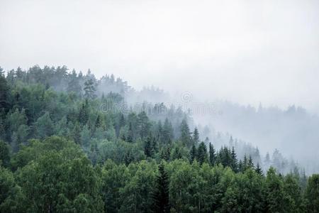 松树树森林向山采用雾