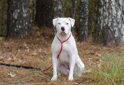 法斗牛犬蓝色的白色的美国人斗牛犬小猎狗狗和蓝色眼睛一次照片