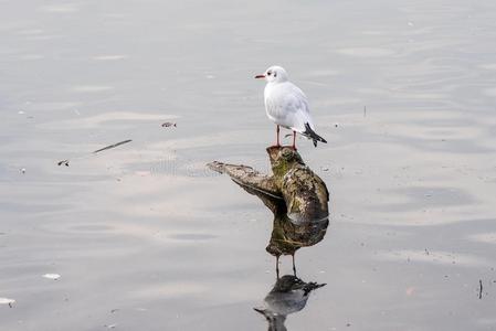 海鸥向指已提到的人树树枝