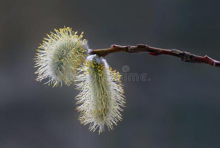 早的春季森林花和柳树树花