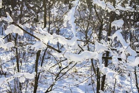 细枝关于树大量的关于霜和雪向背景关于获胜