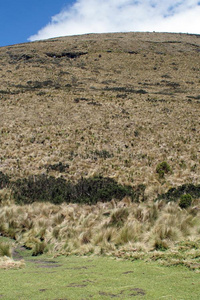 草大量的斜坡采用指已提到的人安提亚纳生态的储备,厄瓜多尔