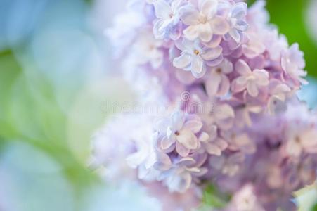 丁香花属花背景