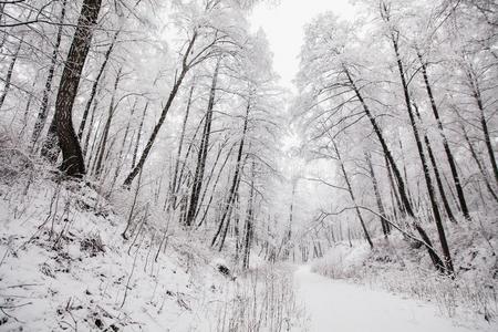 仙女冬森林采用指已提到的人雪.W采用ter时间