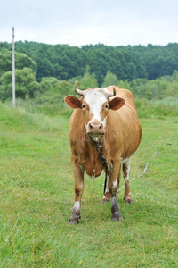 红色的奶牛和角用绳子拴住放牧