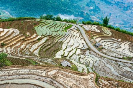 台地的稻田采用越南