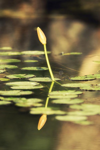 一小的池塘满的关于水百合花