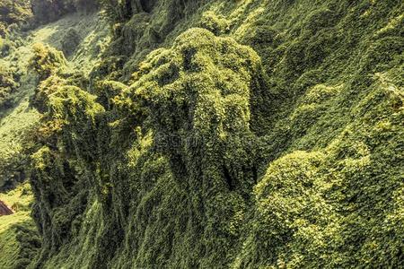 绿色的树树叶同样地背景