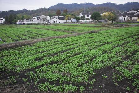 指已提到的人绿叶蔬菜采用指已提到的人田