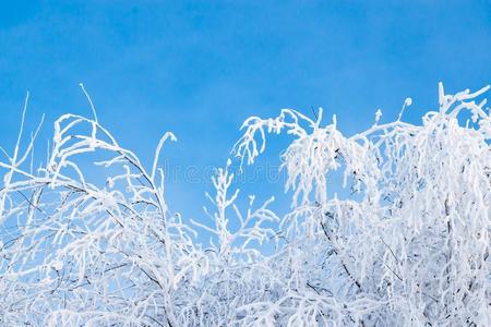 自然的白色的雪,霜,结晶向指已提到的人树枝关于桦树特尔