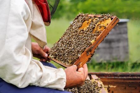 养蜂人佃户租种的土地一蜂窝满的关于蜜蜂.养蜂人采用保护