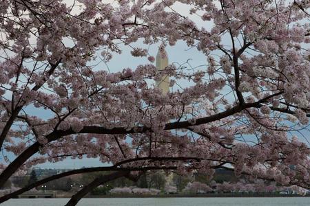 樱桃花树在边关于潮水的盆华盛顿dacapo又