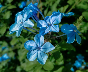 关在上面关于小的蓝色花