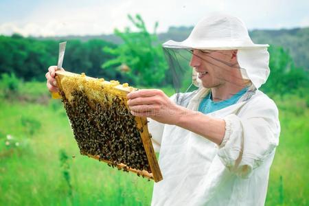 养蜂人佃户租种的土地一蜂窝满的关于蜜蜂.养蜂人采用保护