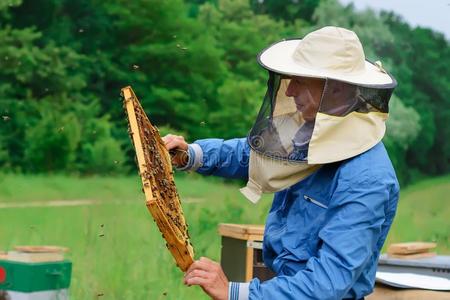 养蜂人佃户租种的土地一蜂窝满的关于蜜蜂.养蜂人采用保护