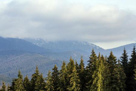 松树树采用mounta采用森林