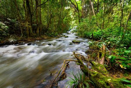 倾泻降低越过长满苔藓的树干采用ra采用forest和清楚的河int.看