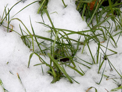 绿色的草在下面白色的雪