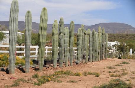 凤凰亚利桑那州沙漠植物婴儿室成熟的仙人掌的一种仙人掌为