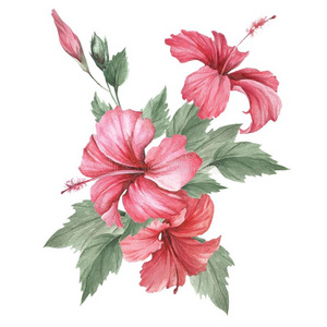 作品和木槿.手绘画水彩说明照片