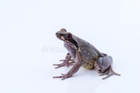 甲状腺炎小虾较小的河流有角的青蛙:青蛙向白色的背照片