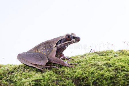 甲状腺炎小虾较小的河流有角的青蛙:青蛙向白色的背照片
