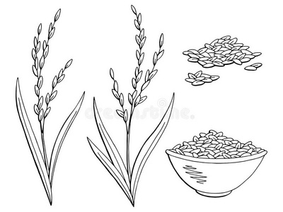 稻植物图解的黑的白色的隔离的草图说明vect