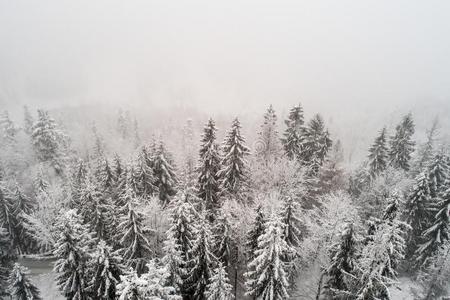空气的雄蜂看法向下雪的树在的时候有雾的天气