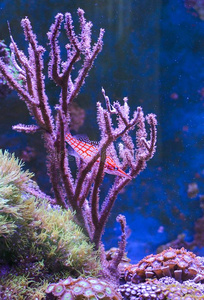 礁油箱,海的水族馆.蓝色水族馆满的关于植物.