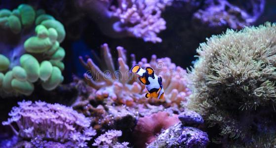 礁油箱,海的水族馆.蓝色水族馆满的关于植物.