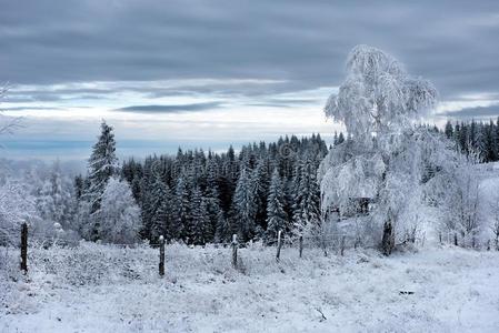 美丽的冬风景和雪大量的树