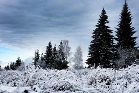 美丽的冬风景和雪大量的树