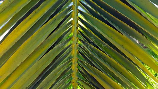 生动的绿色的手掌叶子蕨类或棕榈类植物的叶子放置反对一cle一r蓝色天.