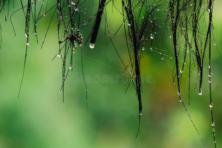 新鲜的雨点后的雨