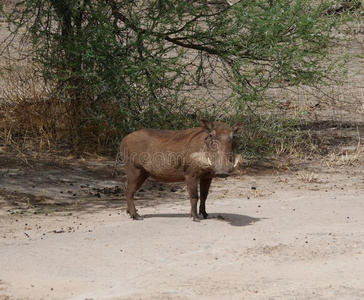 疣猪采用非洲游猎trangerii-恩戈龙戈罗非洲野猪疣猪采用非洲非洲的