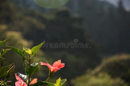 粉红色的花采用指已提到的人太阳