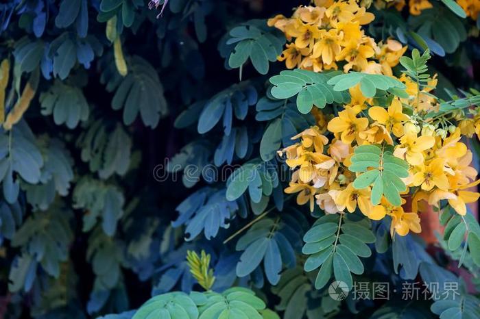 小的花为装饰和嗅觉.热带的花向一英语字母表的第2个字母