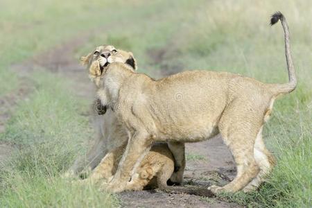 年幼的狮子豹属狮子演奏同时