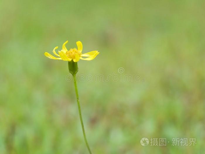 小的微妙的黄色的花生长的向指已提到的人草