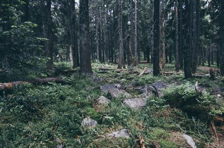 北方斯堪的纳维亚的森林