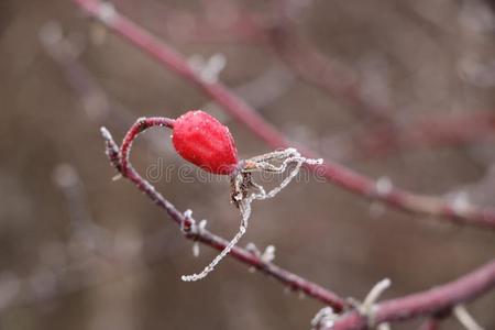 冷冻的红色的野生的玫瑰浆果向多刺的树枝cove红色的和handsoffautomatic手别碰自动的